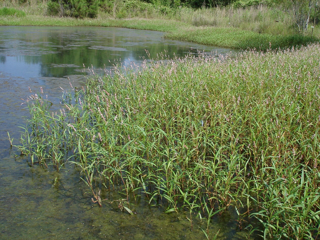 Emergent Aquatic Plants Outdoor Alabama